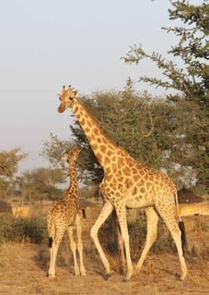 Subspecies: Nubian giraffe G. c.