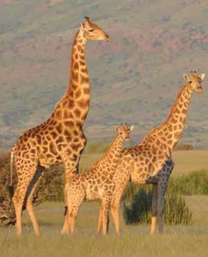 Reticulated giraffe Giraffa reticulata Southern giraffe Giraffa giraffa The reticulated giraffe has a relatively