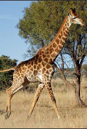giraffa The South African giraffe ranges from west to east across southern eastern Angola; northern Botswana; southern Mozambique; northern South Africa; southwestern Zambia; and eastern and southern