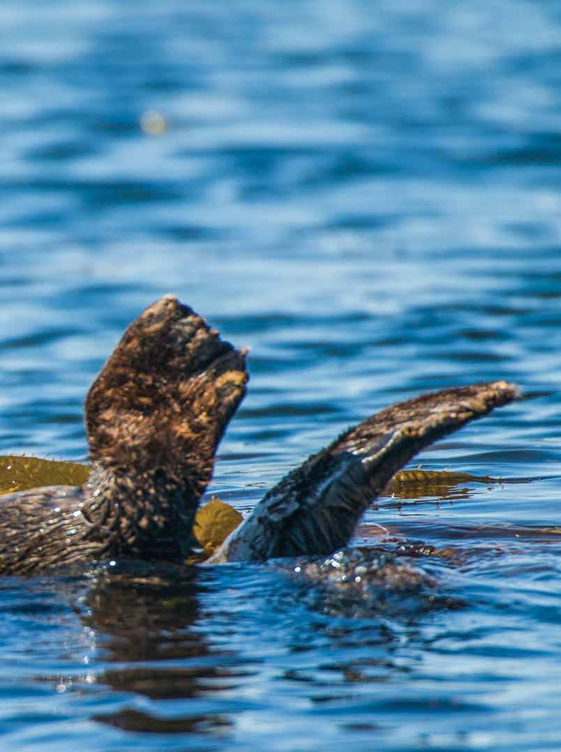 With the sea otters return to British Columbia s coast, scientists and tour operators are discovering a big