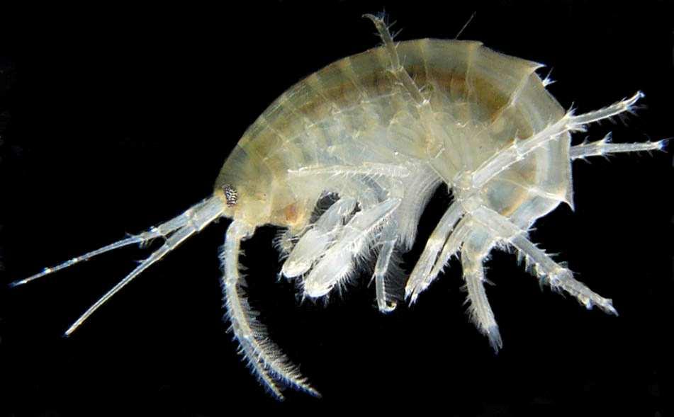 Amphipods Sometimes called freshwater shrimp Very active, swim backward and upside down Usually found