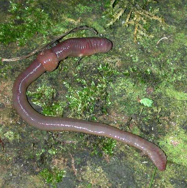 Earthworms Earthworms are segmented worms. Feed in humus-rich soil. Burrow deep to avoid the cold.