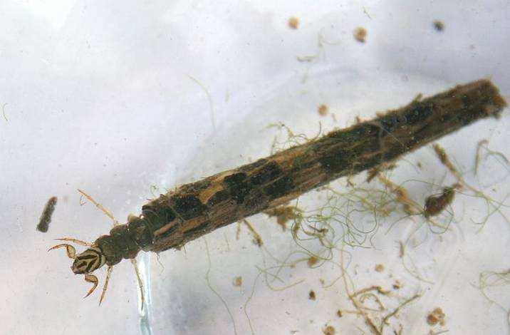 Caddisflies Caddisfly larvae live on the bottom of moving waters. Concentrations may be found underneath flat stones. Caddisfly larvae construct cases that they live in.