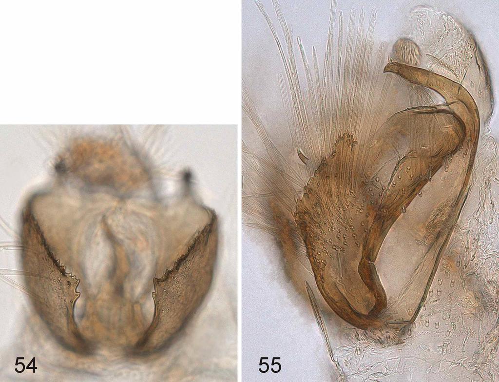FIGURES 54 55. Urodeta crenata, sp. n., male genitalia. 54, ventral view of valvae. Paratype. Specimen ID: RMCA ENT 000005276; 55, lateral view. Holotype.