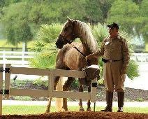 and gaits. Sometimes they can even point you in the right direction for a stallion that is a good match for your mare.