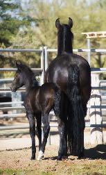 Many of the charges are repeated during a single breeding. http://scottsdaleequinerepro.com/pdfs/ Repro%20Service%20Fees.pdf Our SW Future Foal experience: Selecting of the breeding vet is critical!