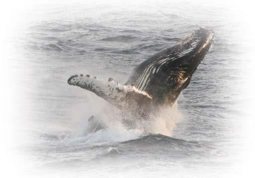 Approach the animals from parallel to and slightly to the rear (at 4 or 8 o clock to whales heading 12 o clock, see Figure 1). Never attempt an approach head-on or from directly behind.
