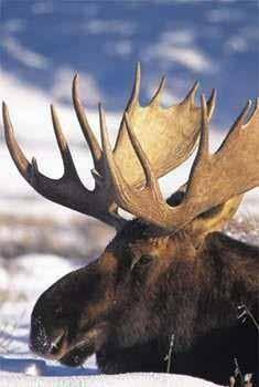 Tours can include the famous Elk Refuge where large big horned elk are likely to be seen or along the Gros Ventre Range where they might just spot native wildlife such as moose
