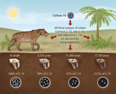 Carbon-14 method Half life of carbon-14 is 5,730 years Used to date