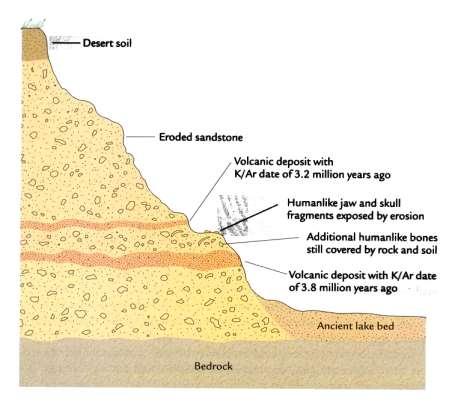 Combining dating methods If hominin remains are found between 2 layers of volcanic ash, one dating to 3.
