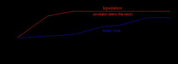 In hominin evolution, bipedal