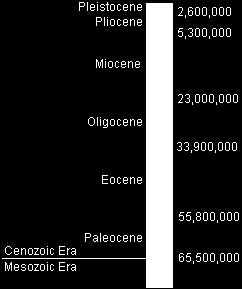 The roots of the primate order go back to the beginnings of the placental mammal radiation at least 65 mya The earliest
