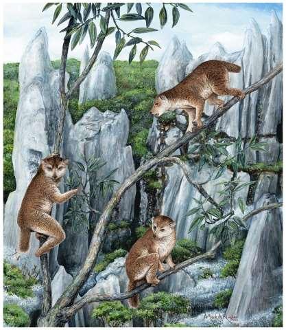 1. Adapidae (Adapids) 88 species in 37 genera Lemur-like NOT lemurs, NOT lemur ancestors 1 lb+ (but