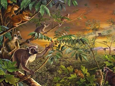 Artist illustration of what early Oligocene primates might have looked like.