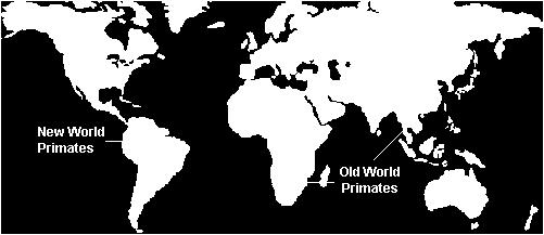 By the early Oligocene (33mya), continental drift had separated the New World from the Old World Late in the Eocene or very early in the Oligocene, the first anthropoids may
