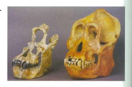 Shape of skull, teeth, and oval shaped eye sockets and eyes set close