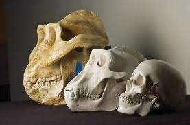 Gigantopithecus blacki Largest primate that ever lived Estimated to be ~600 lbs Separated from G.