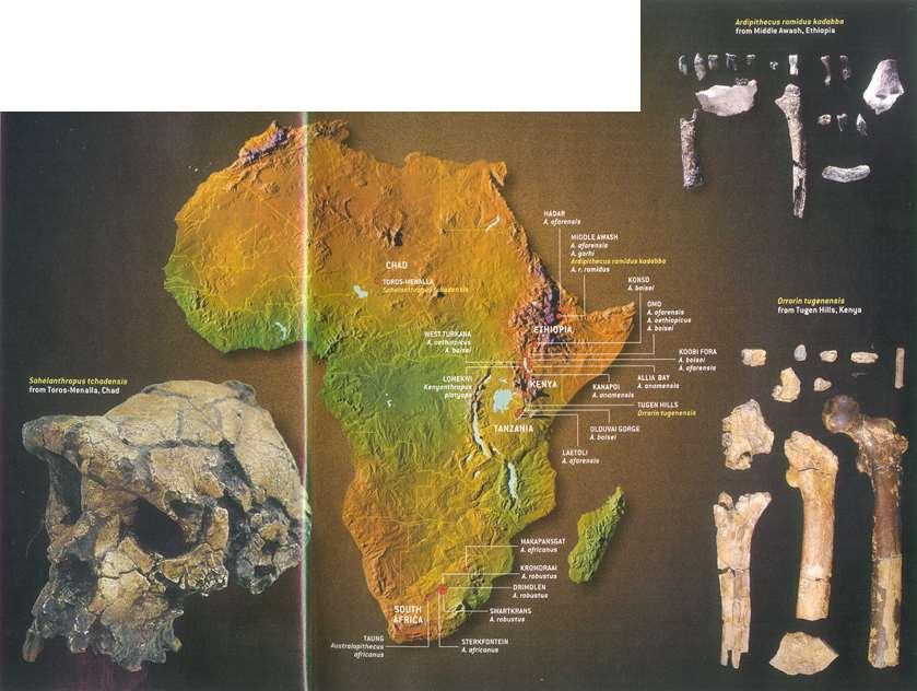 The earliest bipedal hominins earliest possible human ancestors. Living at about the same time.