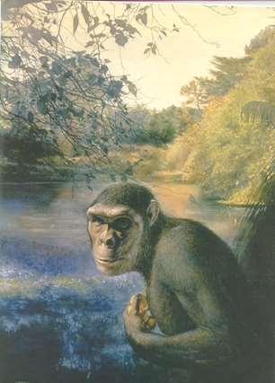Earliest hominin fossil found in Chad 1600 miles from Eastern Rift Valley Bipedal?