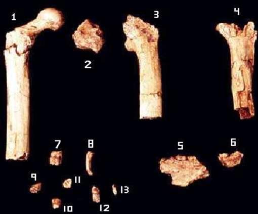 6 mya Found 2001 Western Kenya Fragmentary Bipedal femur, non-honing