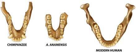 1. Australopithecus anamensis ~4 mya Lake Turkana, Kenya/Ethiopia Similar to Ardipithecus