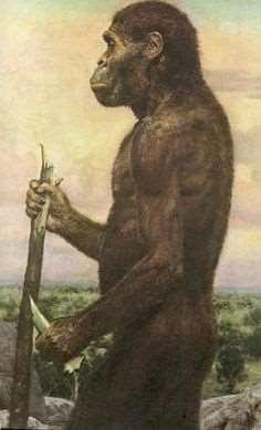transitional between apes and humans (below) The word anamensis is from anam ; Turkana