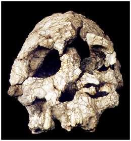 3. Australopithecus platyops AKA: