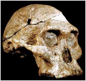 4. Australopithecus africanus 3-2 mya South Africa Robust Australopithecine Gave rise to robustus? Predecessors? Height, size similar to A.