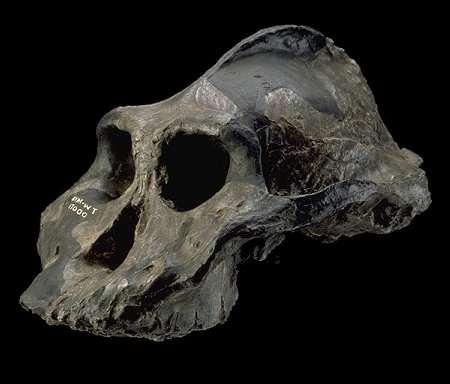 5. Australopithecus aethiopicus 2.5 mya East Africa Known as: Black Skull Ultimate in robusticity Chewing MACHINE!