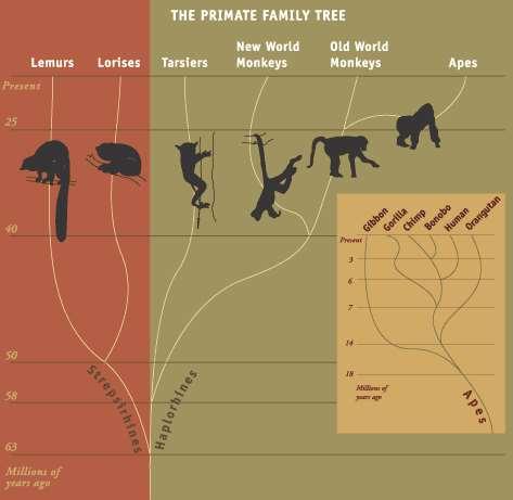 A Closer Look at the Family Tree Early primate origins Miocene Fossil Hominoids