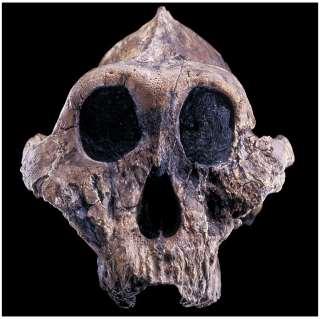 6. Australopithecus boisei (AKA Paranthropus boisei)
