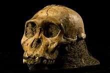 9. Australopithecus sediba Name means source Fairly new find 2008 South