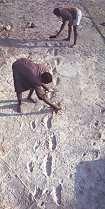 Near Olduvai Gorge in Northern Tanzania 59 footprints of bipedal hominins (presumably afarensis) were found in a now hardened volcanic ash