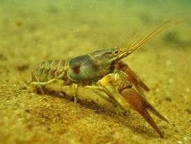 Procambarus clarkii banned in WA