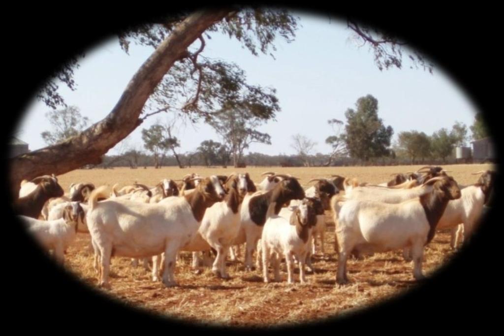 Breeding Capability Boer Goats have kidding percentages of between 180-220 % depending on farm management practices.