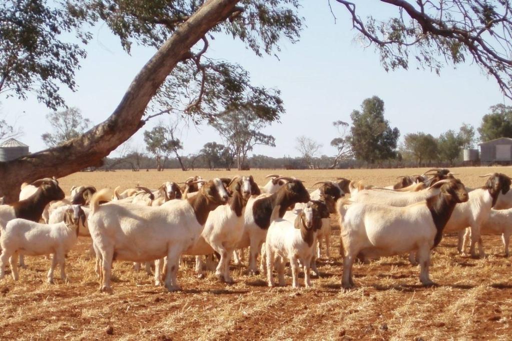 The Boer Goat From the arid climates of Australia, South Africa and the Middle East to