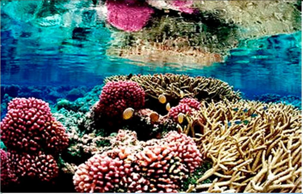 Impact on coral reef-lined islands and
