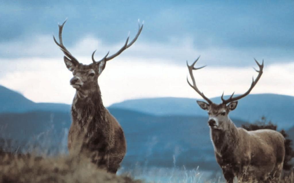 2. CURRENT LEGISLATION AND MANAGEMENT Deer are wild animals and while they are alive, belong to no-one.