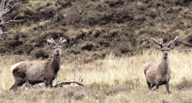 5. CULLING Culling* of red deer is necessary to maintain the deer population at a level which is suitable for its habitat, other wildlife, the natural heritage*, the needs of farmers, foresters,