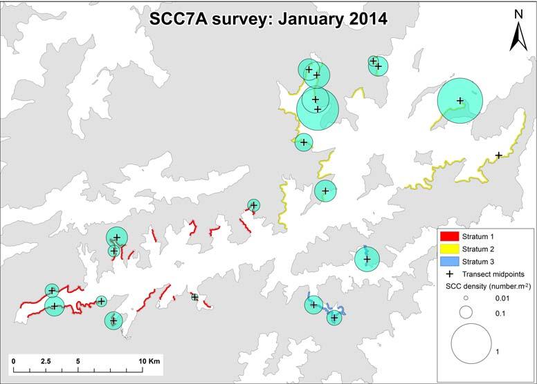 3.2 Distribution Sea cucumber densities for the transect areas sampled in the two stocks are shown in Figure 6.