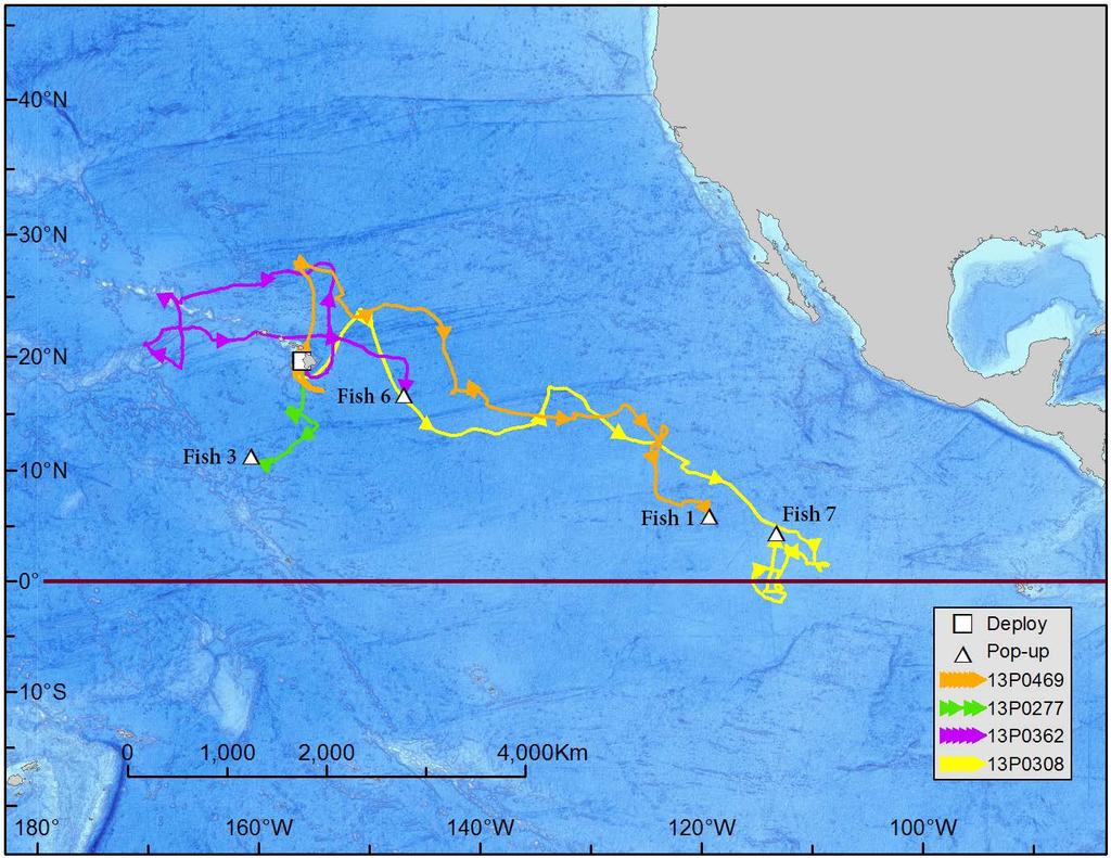 The 2014 HIBT IGMR added another valuable dataset to the growing body of knowledge we have about Pacific blue marlin.