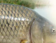 Whatever size of fish a Hypercarp will not let you down!