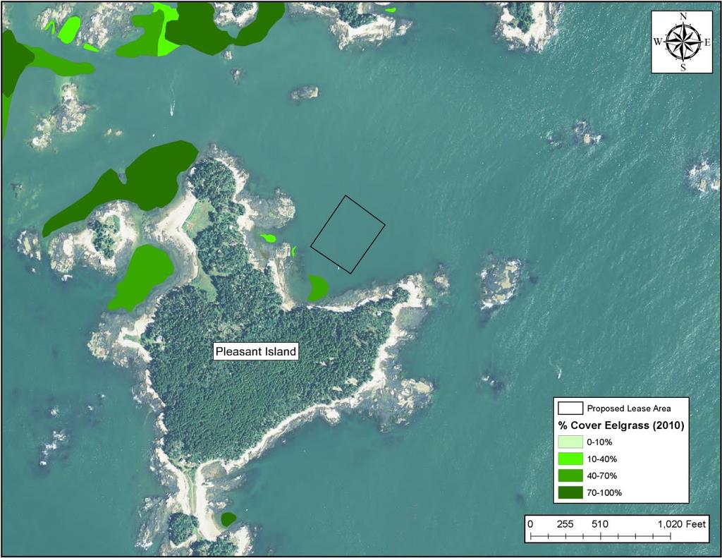 Figure 4* Eelgrass cover (2010 data) nearby proposed lease area Wildlife Wildlife seen from the boat while inspecting the area included Harbor seals (Phoca vitulina) and Ospreys (Pandion haliaetus).