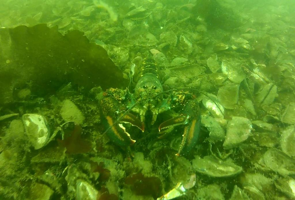 Image 3: Underwater view of American lobster on