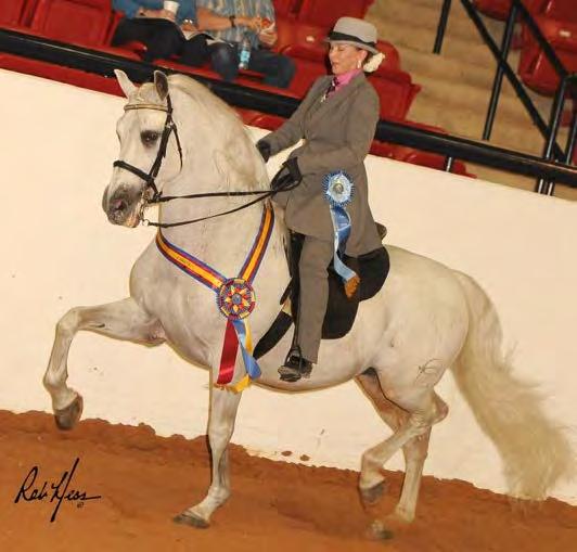 English Pleasure Saddle Seat Specs Open, Maiden, Novice, Limit, Stallions, Mares, Geldings- judged on performance, manners, type, quality, attitude Amateur, A/O, Ladies,