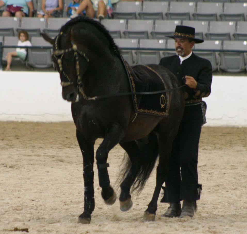 Long Reining Movements Check class specs for description of required movements: