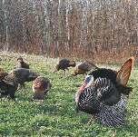SPRING TURKEY INITIATIVE March thru May In 2017, MidWest Outdoors will publish over 40 turkey