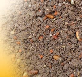 The distinctive aroma of ground spices is irressistible to large roach and bream. Grain size: large. Adhesion: medium. Groundbait Red Roach A roach groundbait without an equal.