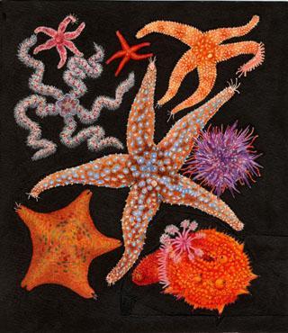 Chapter 29 Echinoderms and Invertebrate Chordates