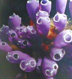 Tunicates Painted Tunicate Sea Squirt